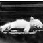Ngoc Lan